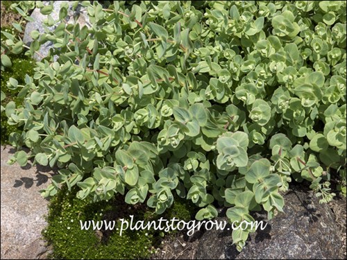 Sedum John Creech (Phedimus spurium)